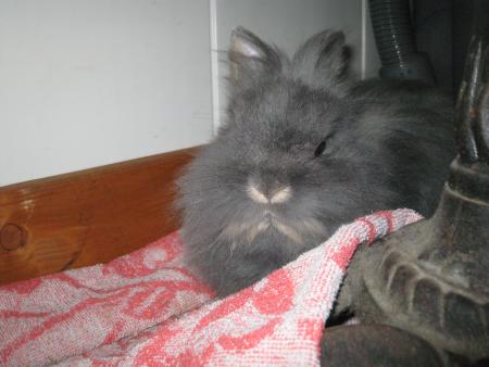 Filou