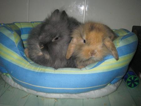 Minidou et  Filou