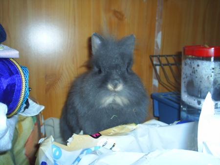 Filou