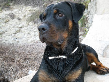 Bouba