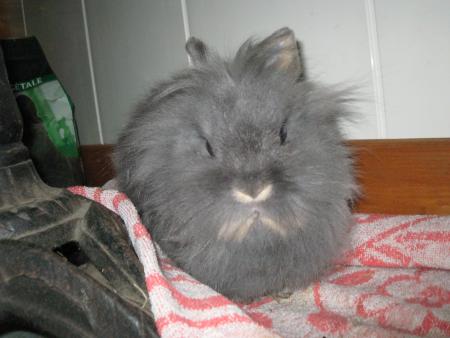 Filou