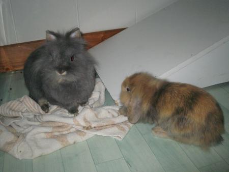 Filou et Minidou