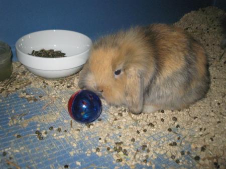 Minidou