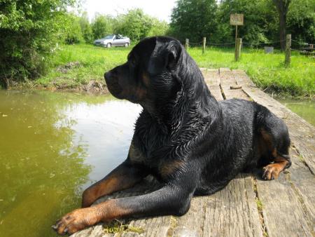 Bouba