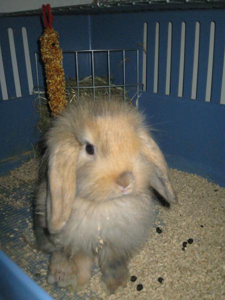 Minidou