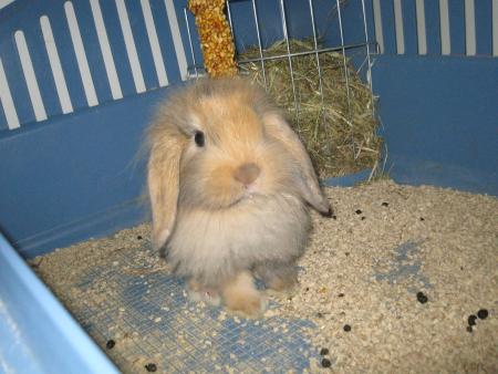 Minidou