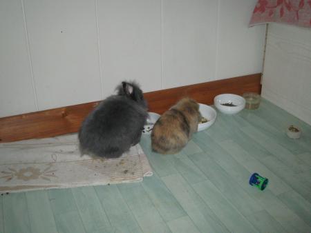 Filou et Minidou