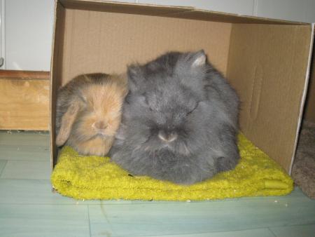 Minidou et Filou