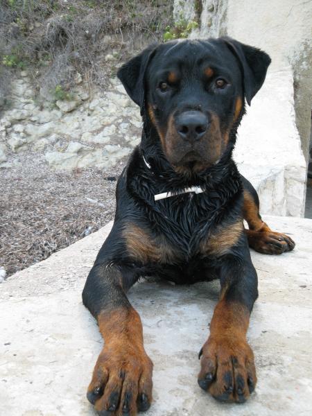 Bouba