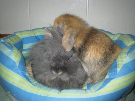 Filou et Minidou