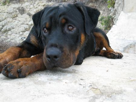Bouba
