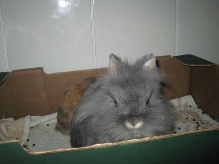Filou