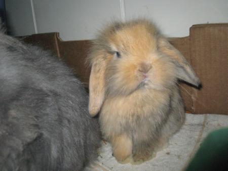 Minidou