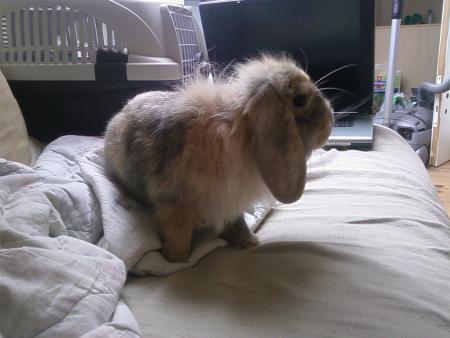 Minidou