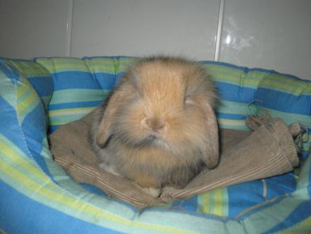 Minidou