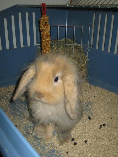 Minidou