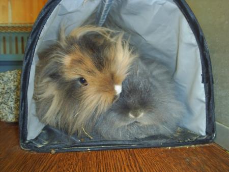 Filou