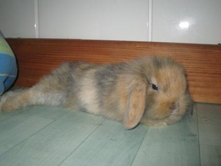 Minidou