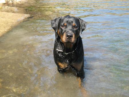 Bouba