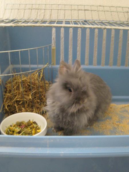 Filou