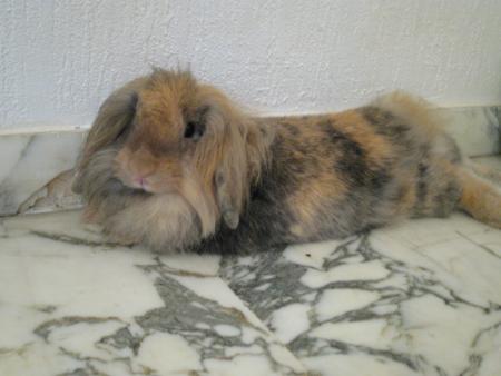 Minidou