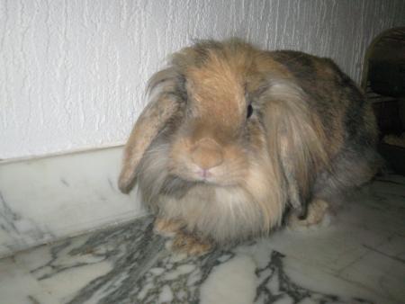 Minidou