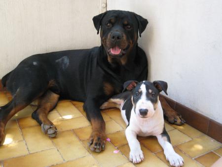 Bouba et Hélios