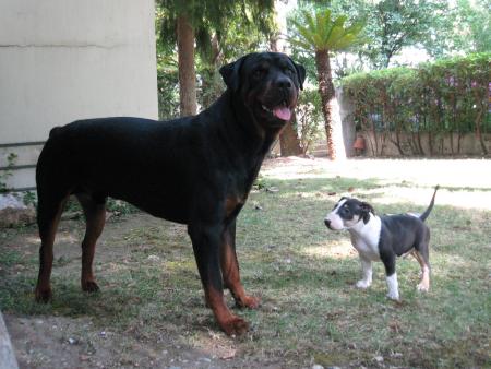 Bouba et Hélios