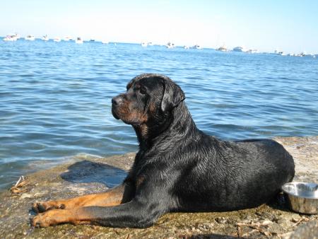 Bouba