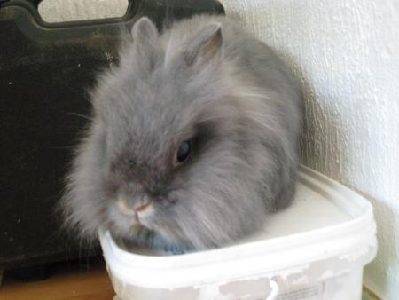 Filou