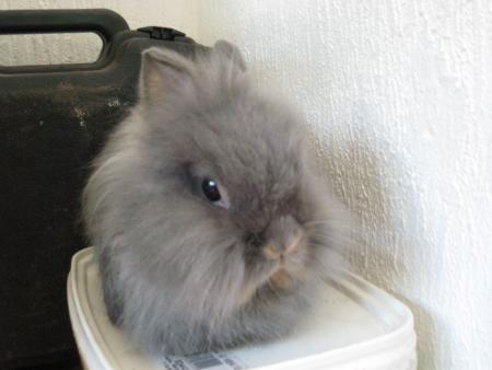 Filou