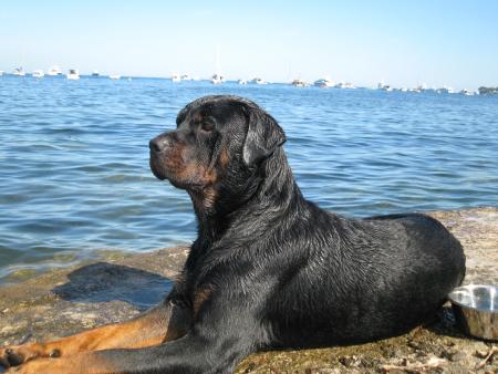 Bouba