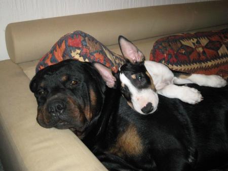 Bouba et Hélios
