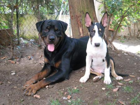 Bouba et Hélios