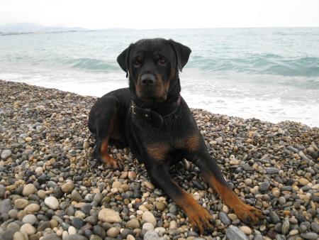 Bouba
