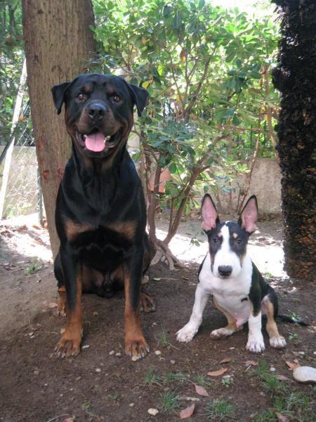 Bouba et Hélios