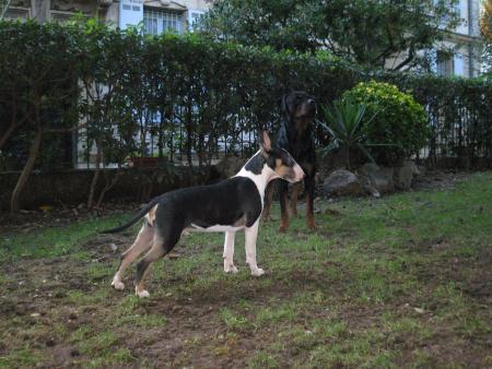 Bouba et Hélios